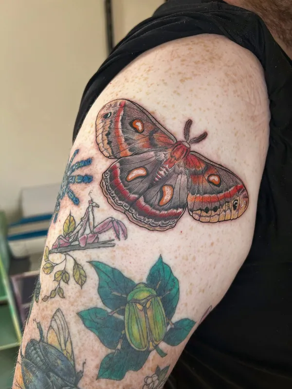 Color realism tattoo of a cecropia moth with red-banded wings on a shoulder, above other insect tattoos